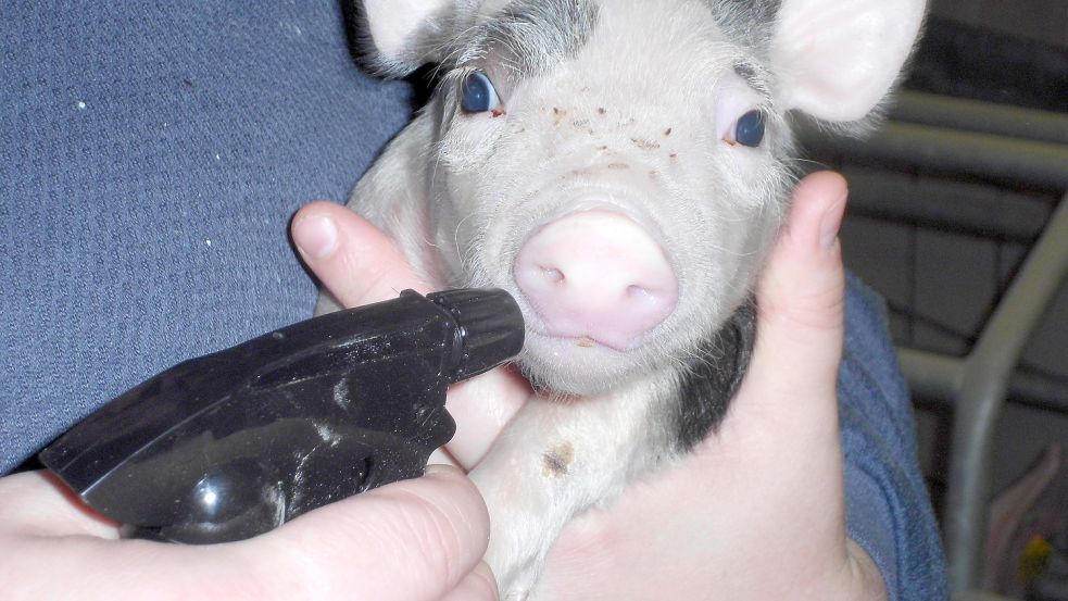 Auch bei kranken Nutztieren wie bei diesem Ferkel kommen homöopathische Mittel zum Einsatz. Die Globuli werden einfach in Wasser aufgelöst und können durch Aufsprühen auf die Rüsselscheibe stressfrei und einfach verabreicht werden. Foto: Privat