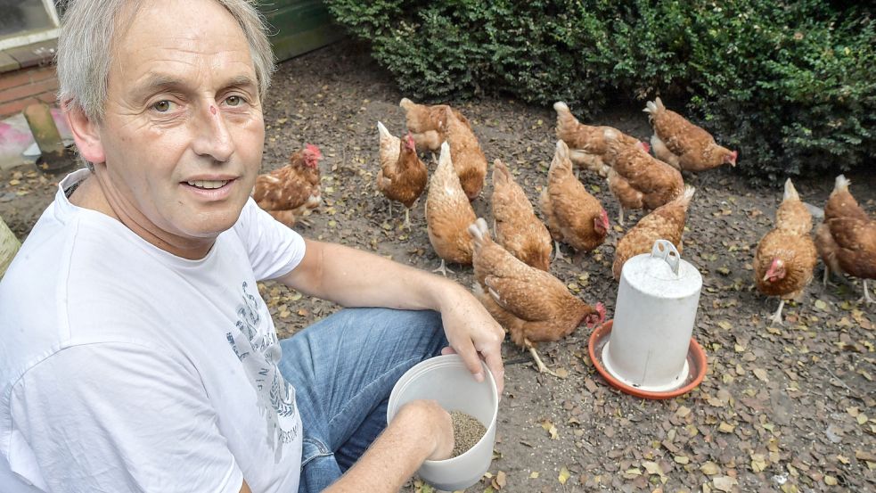 Im Frühjahr kaufte Rolf Müller diese Hybridhühner. Die auf Legeleistung gezüchteten Hennen lebten bis dahin in einem landwirtschaftlichen Betrieb mit Tausenden von Tieren in einem Stall mit Auslauf. Foto: Ortgies