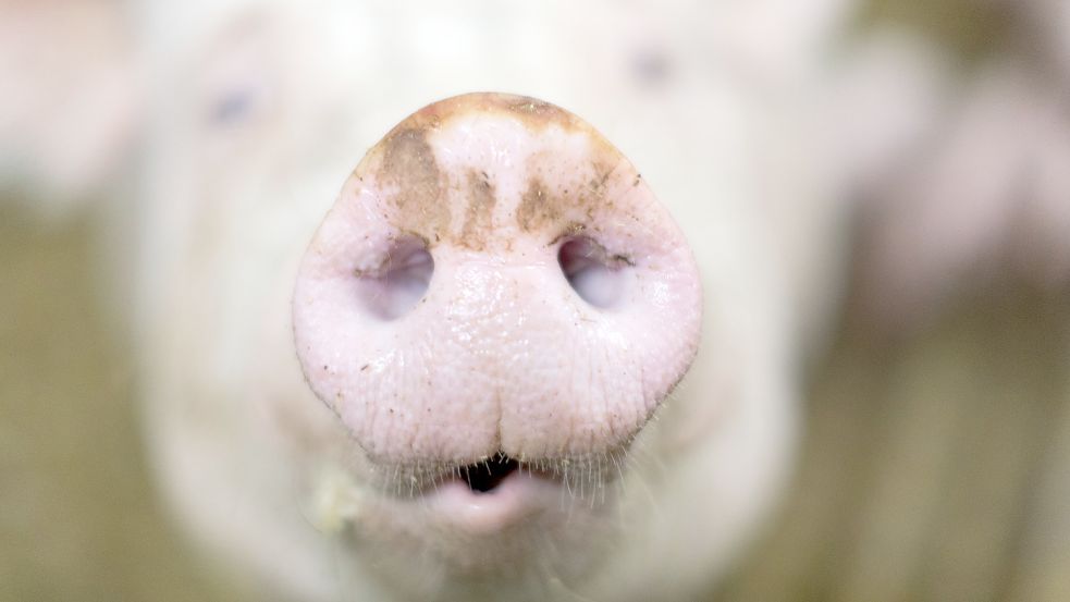 Hat einer der größten Bio-Schweinehalter in Deutschland gegen Bio-Vorgaben verstoßen? Die Ermittlungen dauern an, aber klar scheint zu sein: Kontrollen in der Branche haben versagt. Foto: Friso Gentsch/dpa