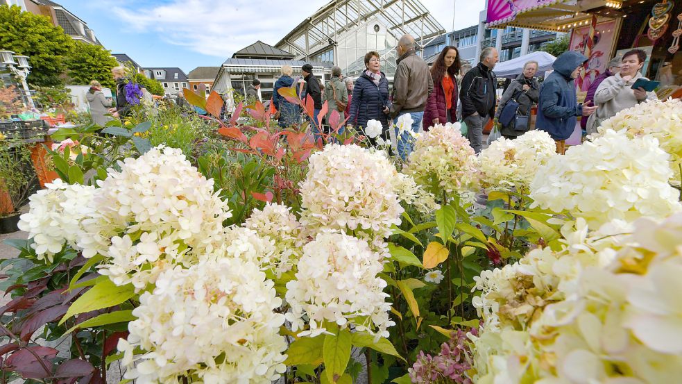 Schon am Vormittag zog es Gartenfreunde auf den Auricher Marktplatz. Fotos: Ortgies