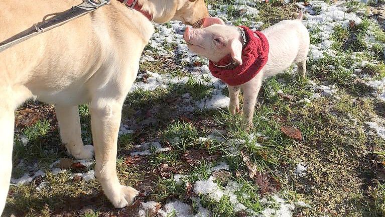 Ein Hauch vom „Schweinchen namens Babe“: Rosalie und Hund Ellie beschnuppern sich.