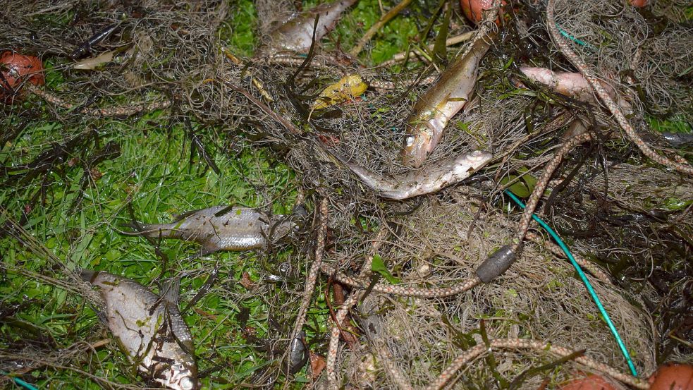 So sieht das Netz aus, in dem die Fische gestorben sind. Foto: Privat