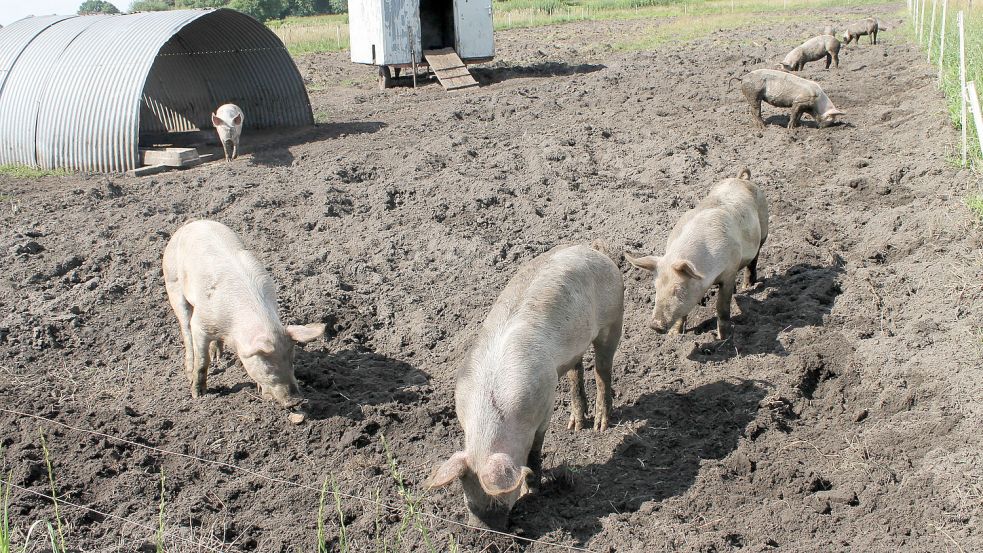 Die Schweine der Freeses leben das ganze Jahr über draußen. Foto: Nobel/Archiv