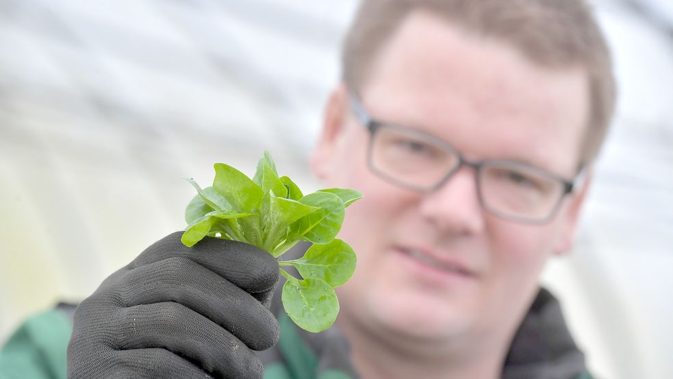 Bio-Landwirt Heiko Freese schwört auf die Frische seines Feldsalats. Foto: Archiv/Ortgies