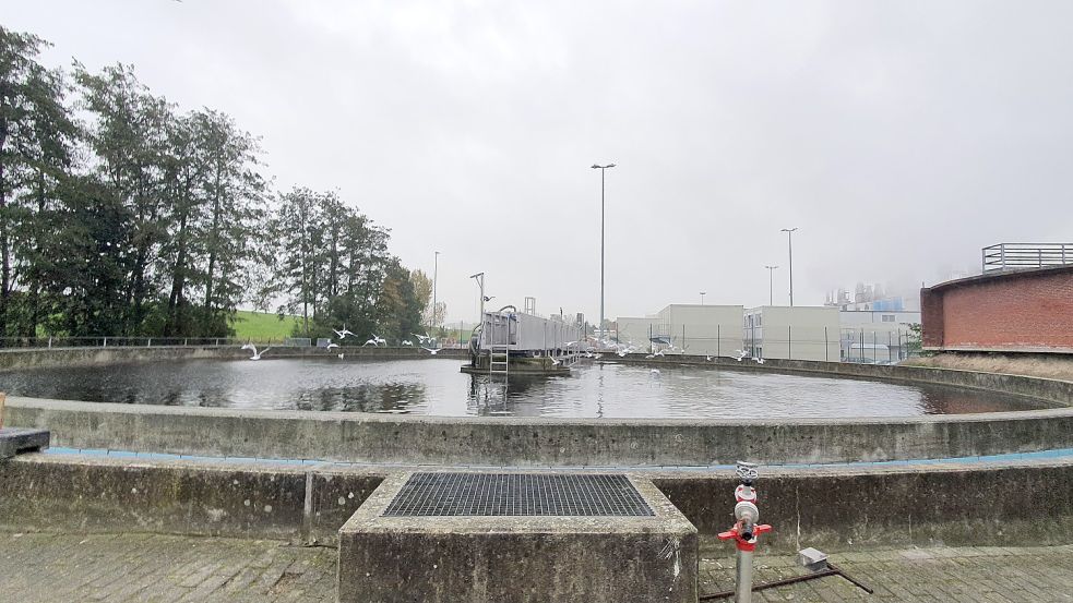 Bei Möwen sind die Belebungsbecken ein beliebter Aufenthaltsort. Foto: Gettkowski