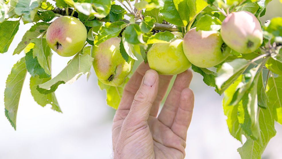 Es gibt rund 3000 Apfelsorten in Deutschland, sagt Heinz Halfwassen: „Es wäre toll, wenn die Leute beim Anbau auf alte Sorten zurückgreifen würden.“ Foto: Assanimoghaddam/DPA