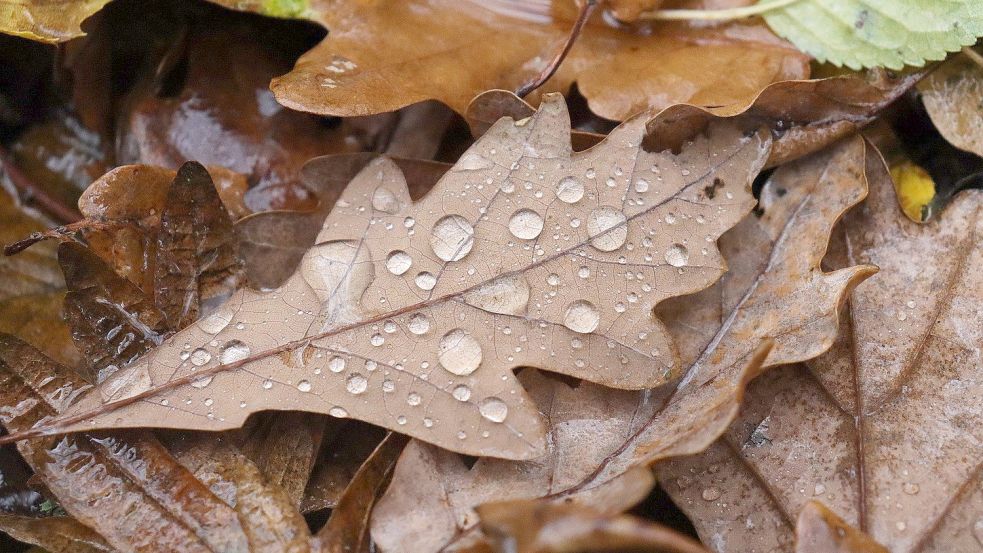Der Monat Oktober war deutlich nasser als üblich. Dennoch gab es auch mehr Sonne. Foto: Pixabay