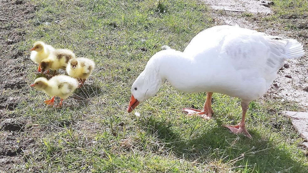 Greta mit ihren Jungen im Sommer dieses Jahres. Foto: privat