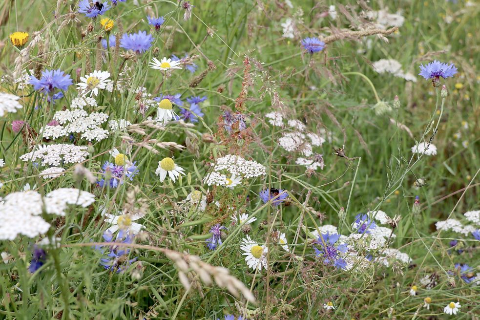 Der „Biotopverbund Grasland“ schafft Zwischenstopps für Insekten.