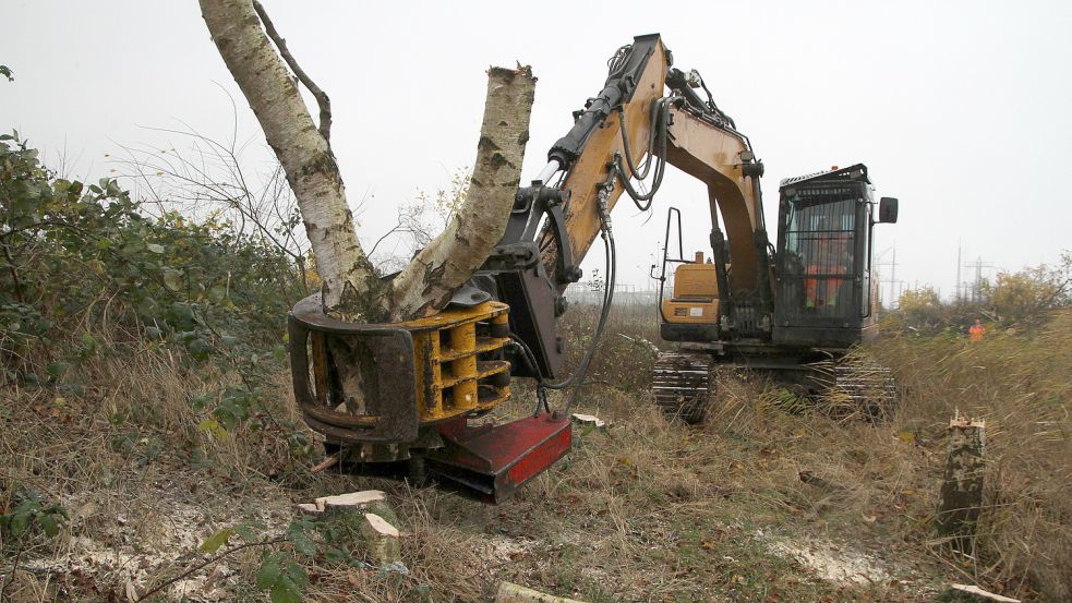 Ein Baggerarm greift eine Birke aus dem Wäldchen Janssens Tuun. Die Fläche im Emder Stadtosten soll für Wiesenvögel renaturiert werden. Foto: Päschel