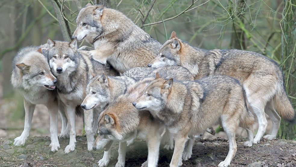 Die Zahl der Wölfe in Deutschland wächst. Werden die Raubtiere unter einer Ampel-Regierung gezielt bejagt? Foto: Bernd Wüstneck/dpa
