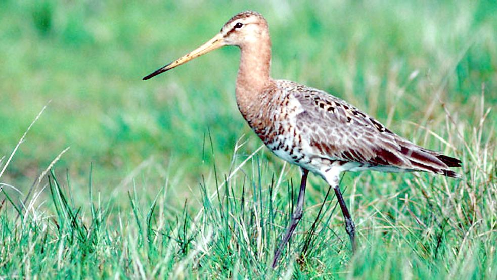 Die Uferschnepfe steht auf der Roten Liste der bedrohten Vogelarten. In Emden soll ein Schutzprogramm die Population vor dem Aussterben bewahren. Foto: DPA