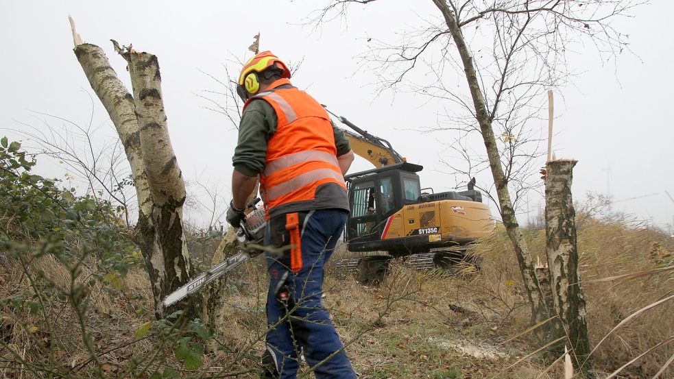 Ende November fällten Arbeiter Birken und andere Gehölze im Emder Wäldchen Janssens Tuun. Die Fläche dort soll vernässt werden und zur Ansiedlung von Wiesenvögeln dienen. Foto: Päschel/Archiv