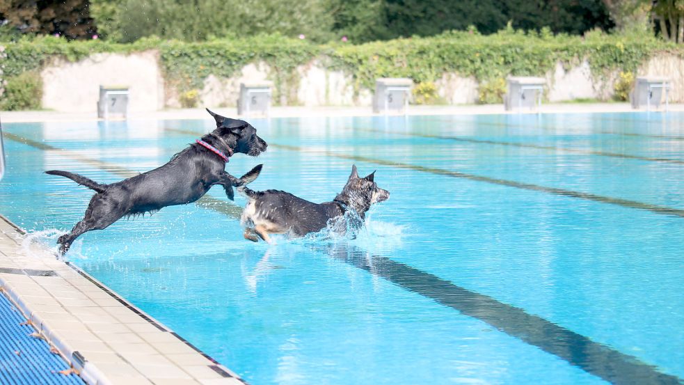Sie waren die letzten, die im Freibad Borssum Bahnen ins Wasser springen durften: Nach einem Hundeschwimmen im Spätsommer 2016 wurde das Bad winterfest gemacht und später aus Sicherheitsbedenken gesperrt. Bild: Alberts/Archiv