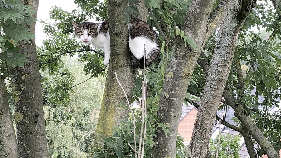 Wie dieses Tier musste auch die Katze in Ihlow von der Feuerwehr gerettet werden. Drei Tage lang hatte der Besitzer gewartet. Symbolbild: dpa