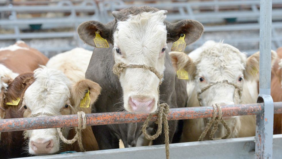 Was erwartet Rinder aus Ostfriesland außerhalb der EU-Grenzen?