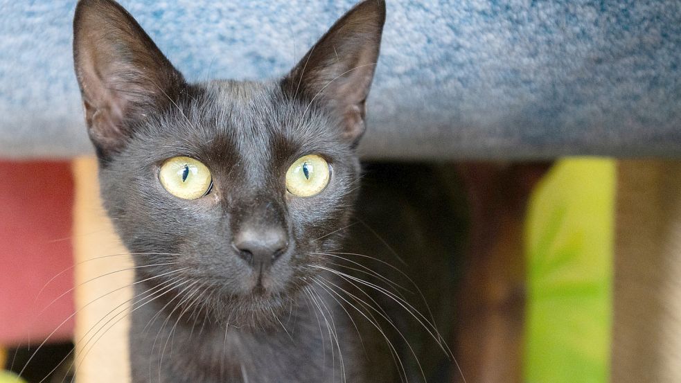 Ein 32-Jähriger aus Extum war angeklagt, die Katze seiner ehemaligen Nachbarin misshandelt zu haben. Symbolbild: Stratenschulte/dpa