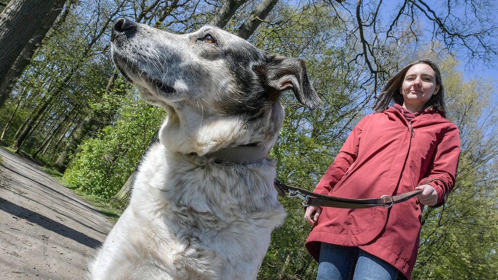 Hunde dürfen auf Borkum nur mit wenigen Ausnahmen ohne Leine laufen. Foto: Ortgies/Archiv