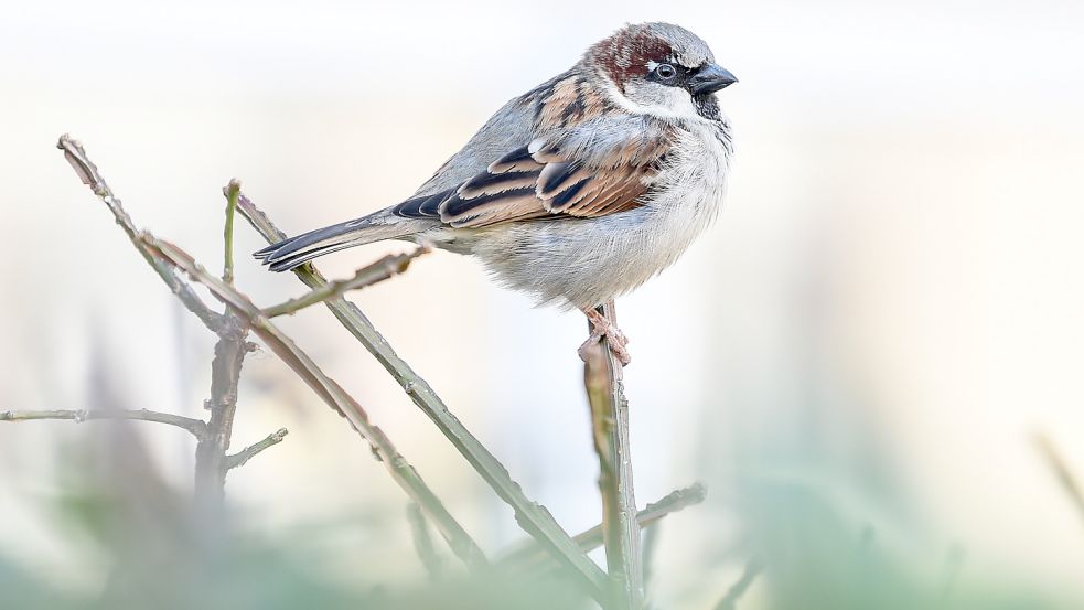 Spatzen gibt es in Ostfriesland zumindest auf dem Land sehr häufig. Foto: dpa