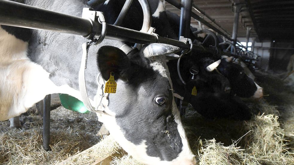 Angebunden im Stall: Für viele Kühe sieht der Alltag in sogenannter Anbindehaltung genau so aus. Der Handel die Milch solcher Tiere nicht mehr verkaufen. Foto: Patrick Seeger/dpa