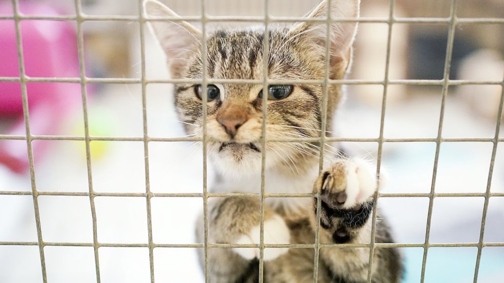 Eine Katze im Tierheim: Jedes Jahr werden unzählige Vierbeiner ausgesetzt. Diejenigen, die in einer Einrichtung landen, haben die Chance, weitervermittelt zu werden. Foto: Uwe Anspach/DPA