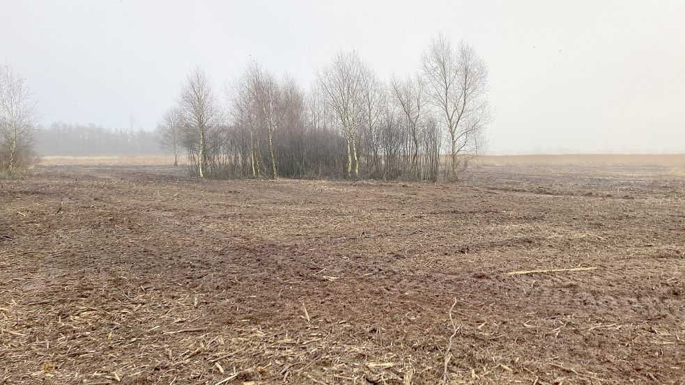 Im Naturschutzgebiet Püttenbollen werden in diesem Winter junge Gehölze entfernt. Foto: Landkreis Leer
