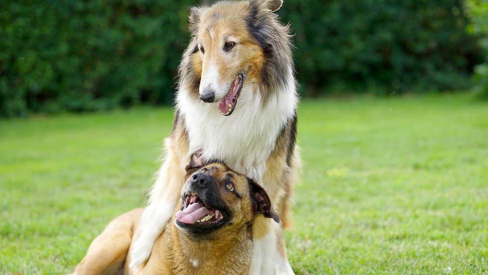 Der Zwingerhusten überträgt sich schnell von Hund zu Hund. Symbolfoto: Pixabay
