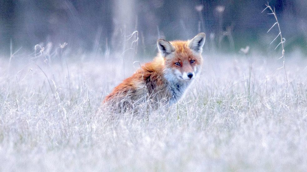 Der Fuchs ist ein Problem für Wiesenvögel, gerade in der Brutzeit. Deswegen wird er rund um das Freepsumer Meer besonders bejagt. Das führte zu Kritik. Symbolfoto: Büttner/DPA