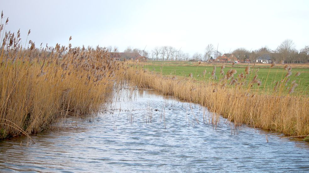 Das Freepsumer Meer ist ein Vogelschutzgebiet. Die Maßnahmen, die seit einigen Jahren getroffen werden, zeigen Wirkung. Foto: Archiv