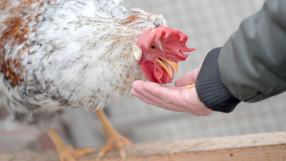 Freddie frisst der Tierheim-Mitarbeiterin aus der Hand.