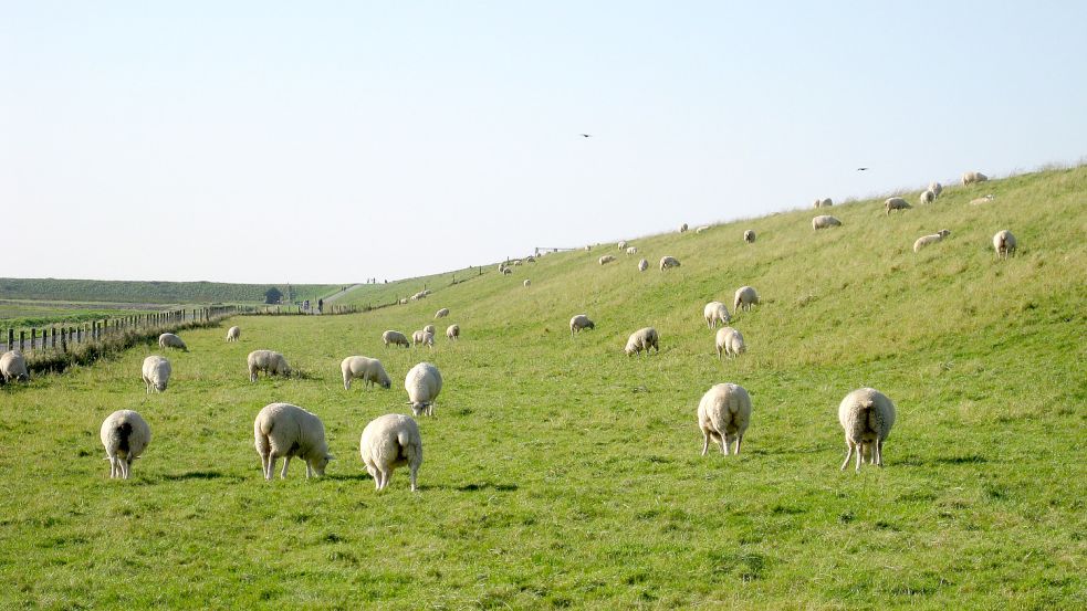 Einer der Gründe, warum Hunde nicht auf die Deiche sollen: Der Hundekot kann für Schafe gefährlich werden. Und was Schafen schadet, ist auch nicht gut für den Deich. Symbolfoto: Archiv