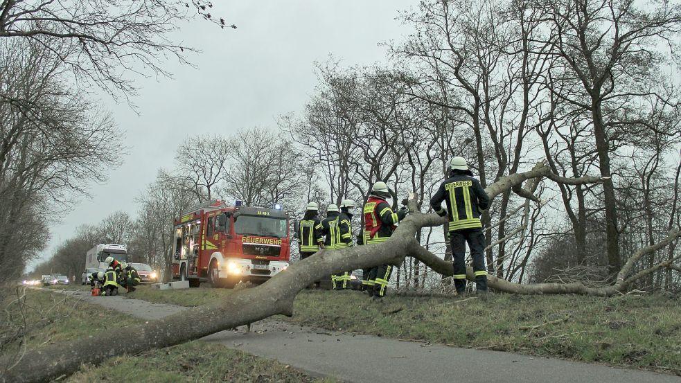 Zahlreiche Bäume sind umgekippt. Foto: Feuerwehr