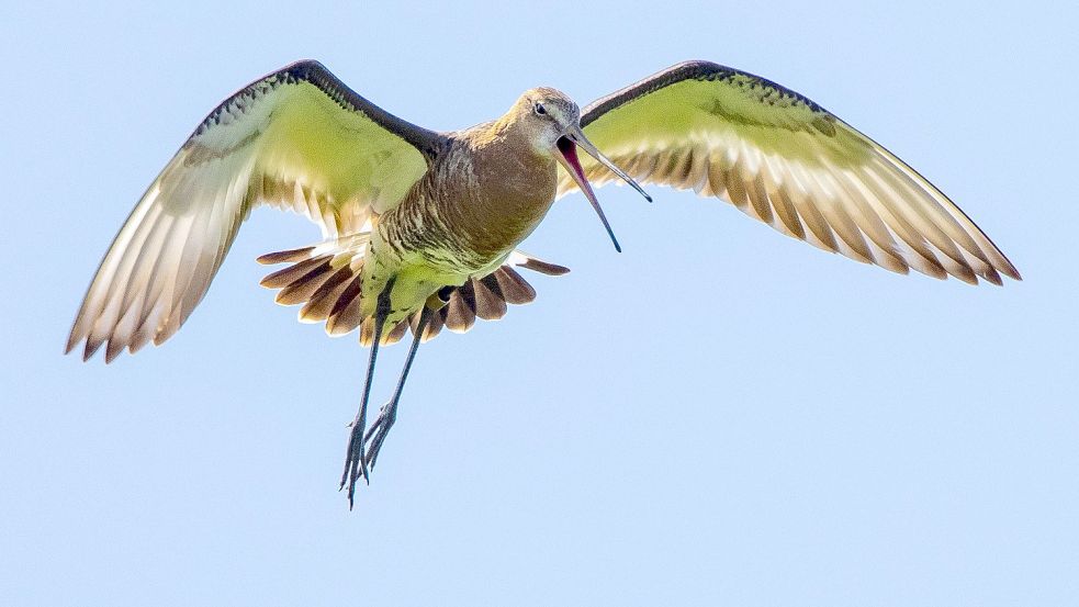 Uferschnepfen gehören in Ostfriesland zu den besonders gefährdeten Wiesenvögeln. Foto: Bergmann