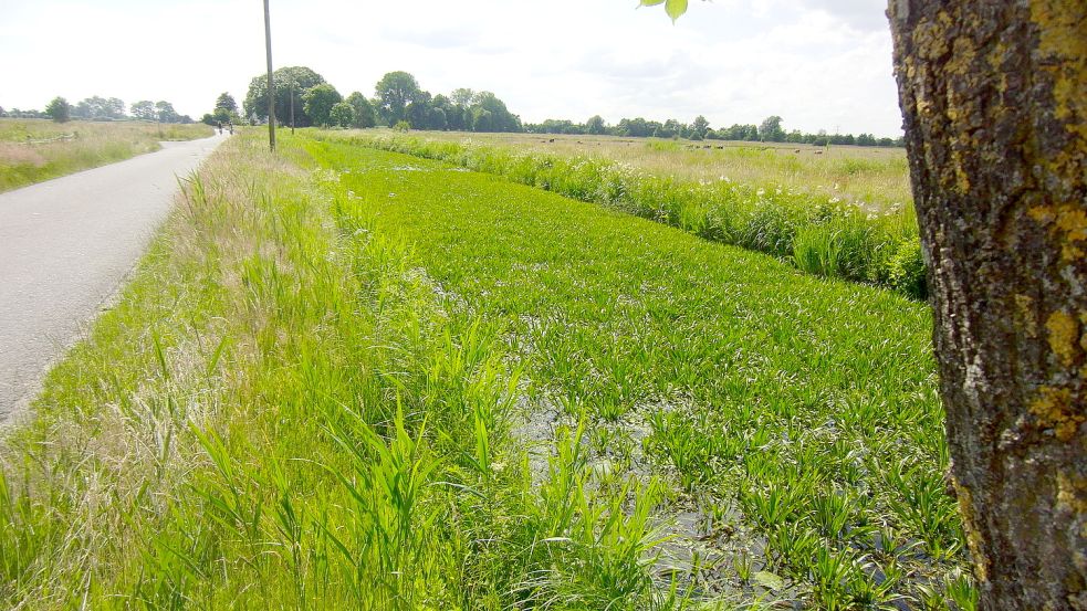In den Sommermonaten ist die Wasseroberfläche der Hauptwieke völlig zugewuchert. Foto: Privat