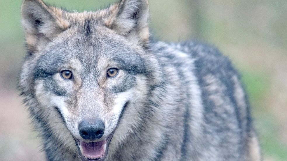 Wie umgehen mit dem Wolf? Die Raubtiere werden in Niedersachsen ein Fall fürs Gericht, weil die Landesregierung den Abschuss von Problemtieren zur Geheimsache erklären. Foto: dpa