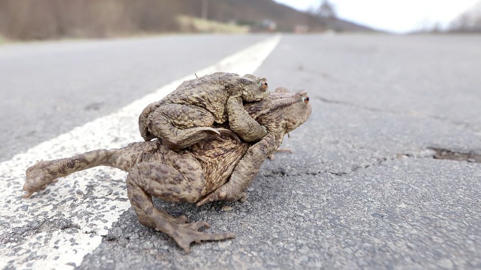 In Ostfriesland sind schon die ersten Kröten unterwegs. Symbolbild: Krolák/DPA