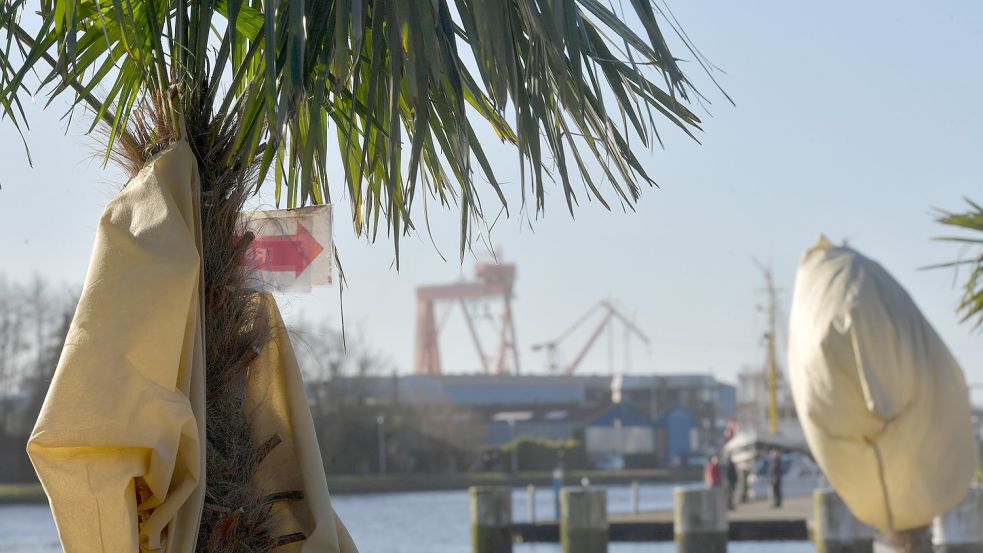 Noch ist der Delftstrand im Winterschlaf, die Palmen schützend eingewickelt. Bald soll‘s aber wieder los gehen. Foto: Ortgies
