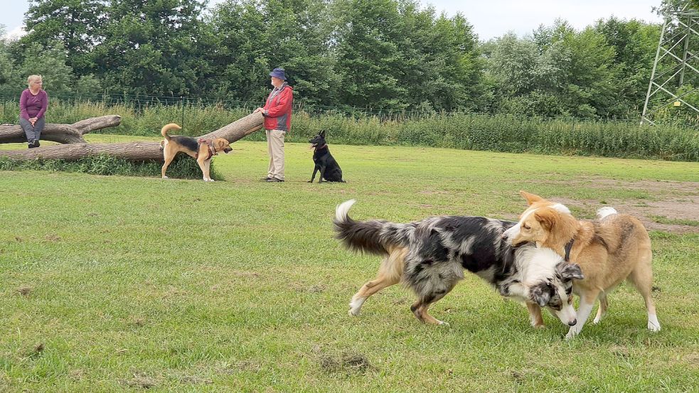 Eine Freilauffläche für ihre Vierbeiner wünschen sich auch die Hundebesitzer in Wiesmoor. Die Stadt stellt jetzt Geld dafür bereit. Foto: Gettkowski/Archiv