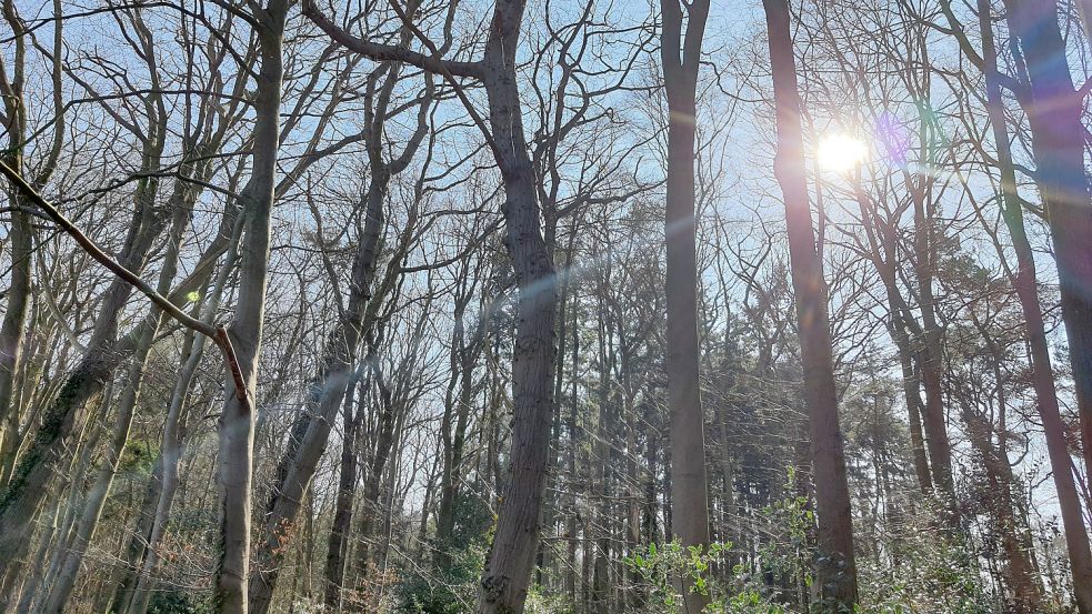Ein Wald ist Lebensraum für Tiere, aber auch Naherholungsgebiet für Menschen und nicht zuletzt Sehnsuchtsort. Und seit gut zwei Jahrzehnten ist am Fuße eines Laubbaumes ein begehrter Platz für die letzte Ruhestätte. Foto: Ullrich