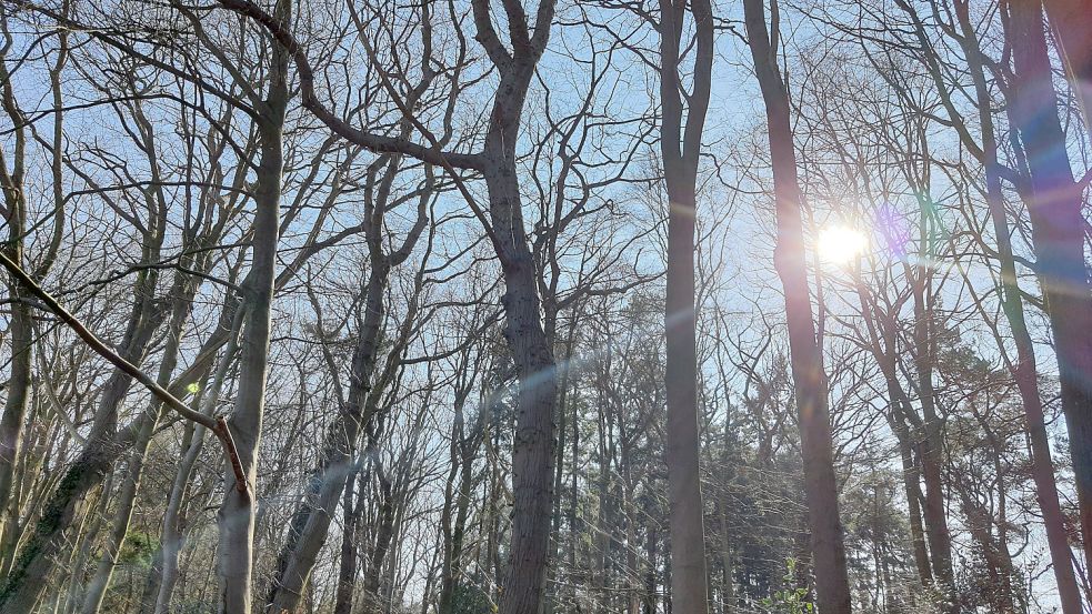 Viele Menschen sind gern im Wald und wünschen sich auch für ihre letzte Ruhestätte einen sonnigen Ort am Fuß eines Baumes. Foto: Ullrich