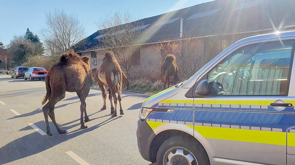 Ausgebüxte Dromedare sorgen für einen Polizeieinsatz in Wilhelmshaven. Foto: Polizei