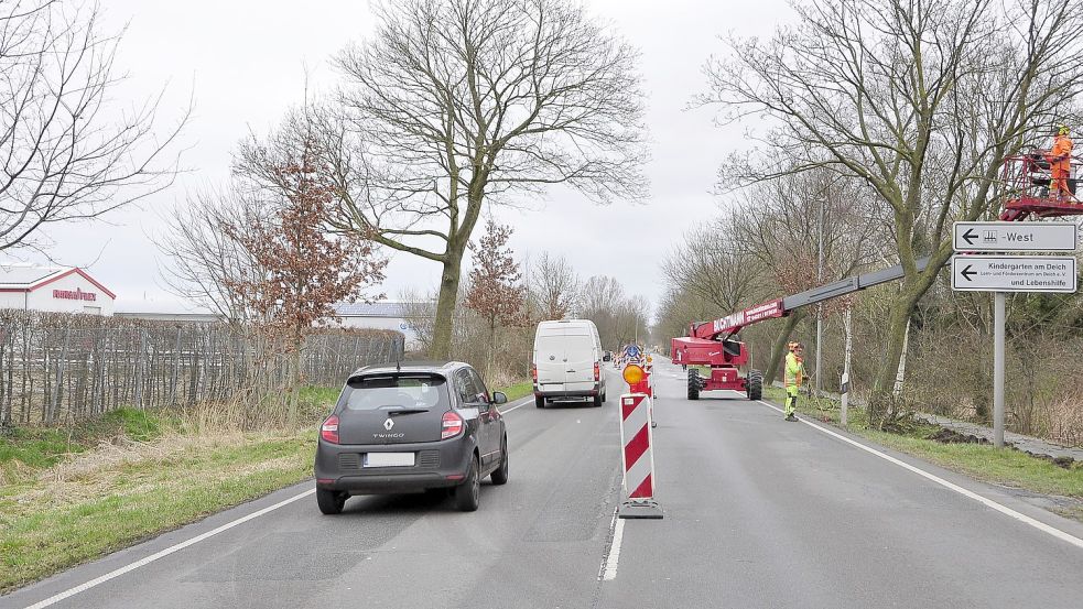 Zunächst werden die Bäume beschnitten. Im Anschluss wird der Radweg saniert. Danach folgt die eigentliche Fahrbahn. Foto: Wolters