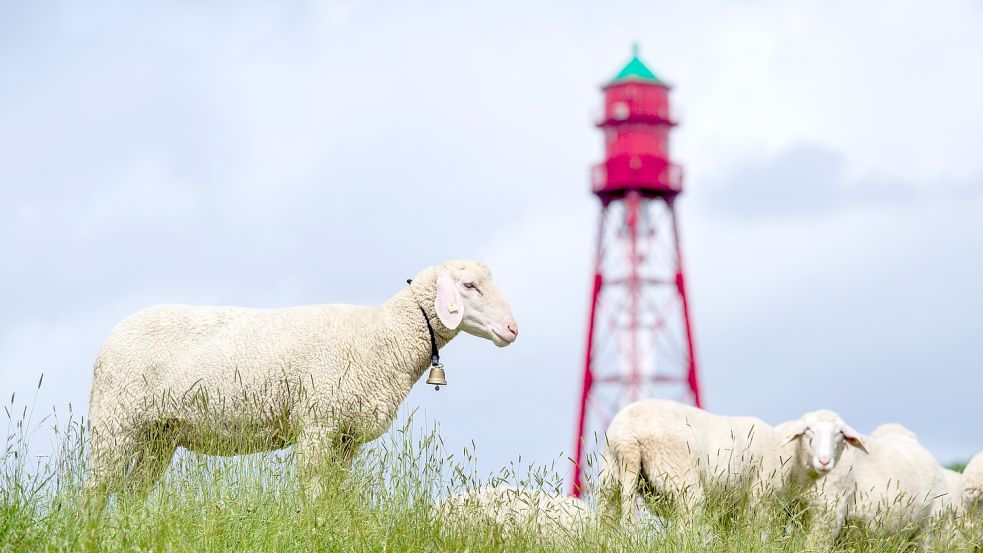 Urlaub in Ostfriesland in diesem Jahr beliebt. Foto: Schuldt/dpa