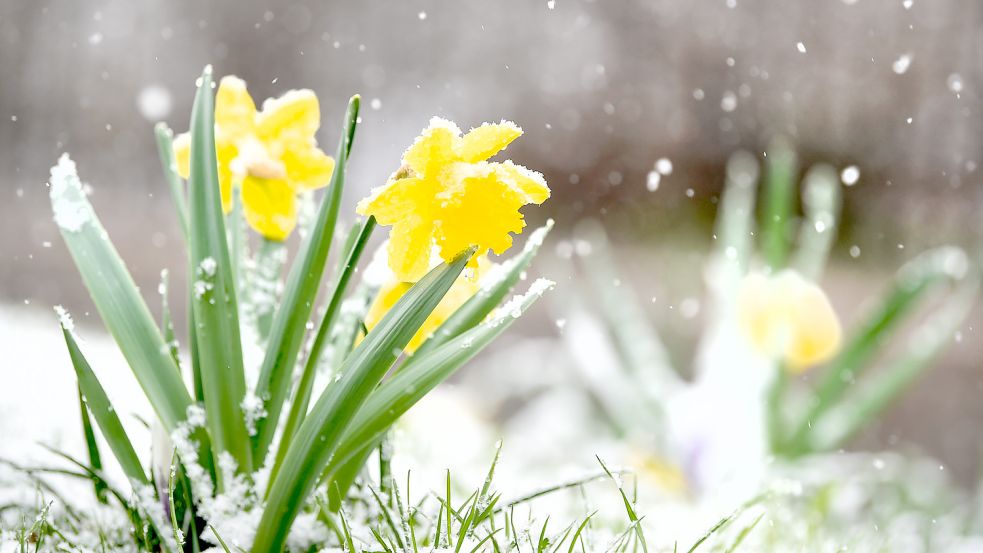 Wetterumschwung: In den kommenden Tagen sinken die Temperaturen wieder und es könnte auch Schnee fallen. Foto: dpa