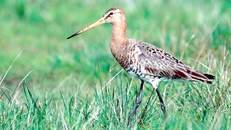 Die Uferschnepfe ist ein vom Aussterben bedrohter Wiesenvogel. Foto: Arbeitskreis Feuchtwiesenschutz Westniedersachsen/DPA