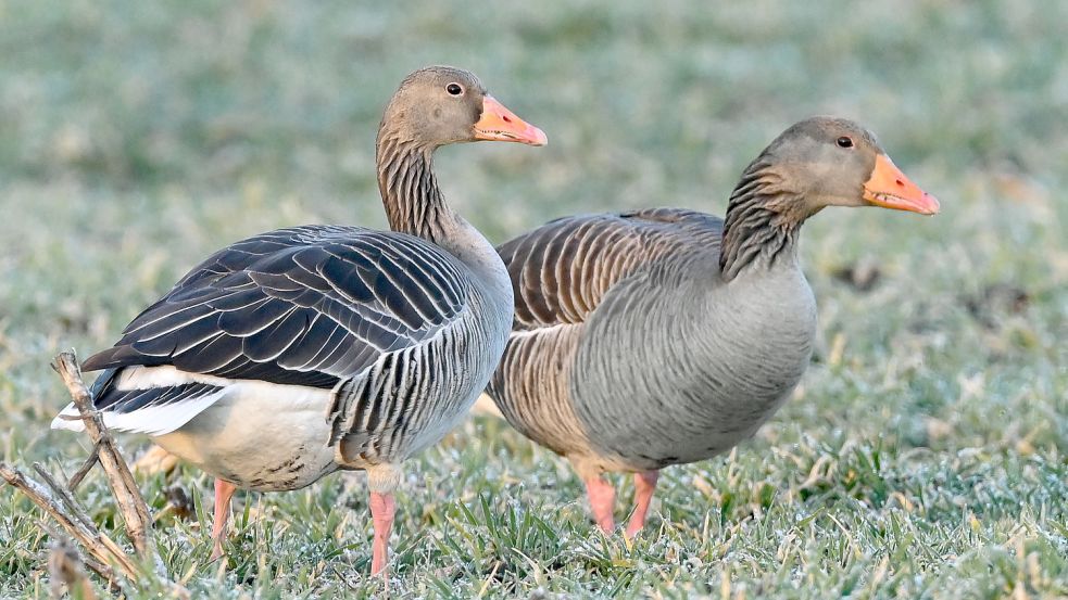 An den Binnenmeeren im nördlichen Ostfriesland gibt es stattliche Bestände an Graugänsen. Foto: Patrick Pleul/dpa/Archiv