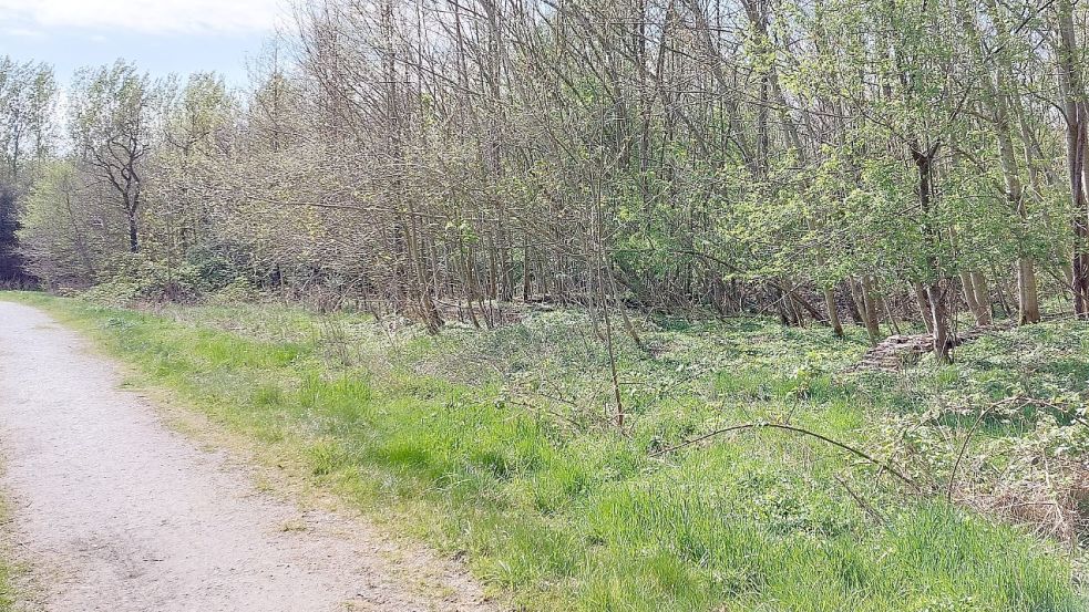 Wenn man von der Suurhuser Kolonie aus den Stadtwald betritt, sieht man am Wegesrand Überreste von Mauern.