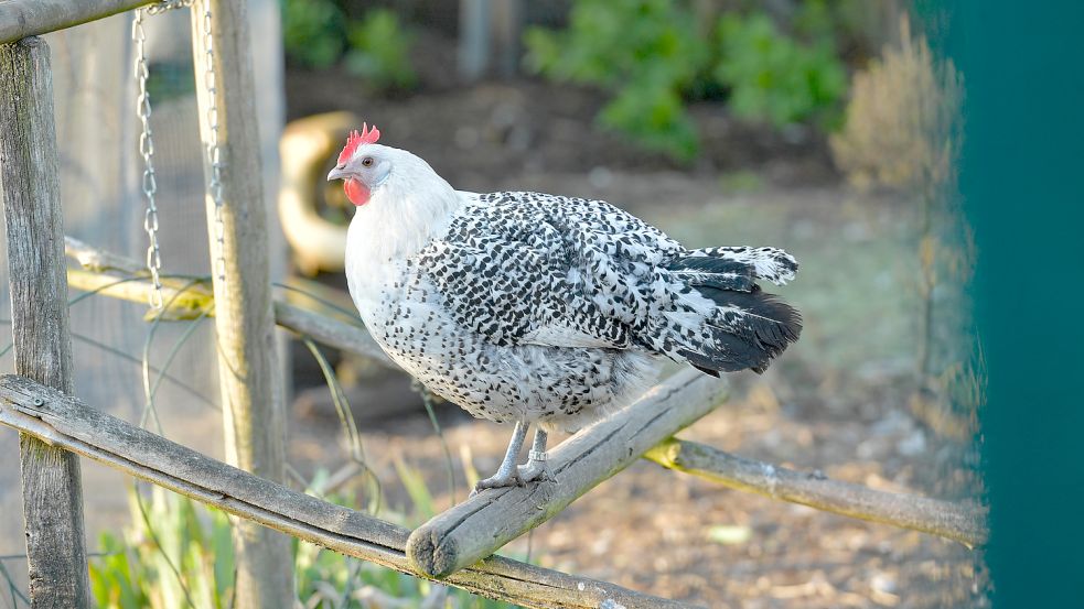 Der Name irritiert, aber so sieht eine Henne der Rasse "Ostfriesische Möwe" aus. Foto: Ortgies