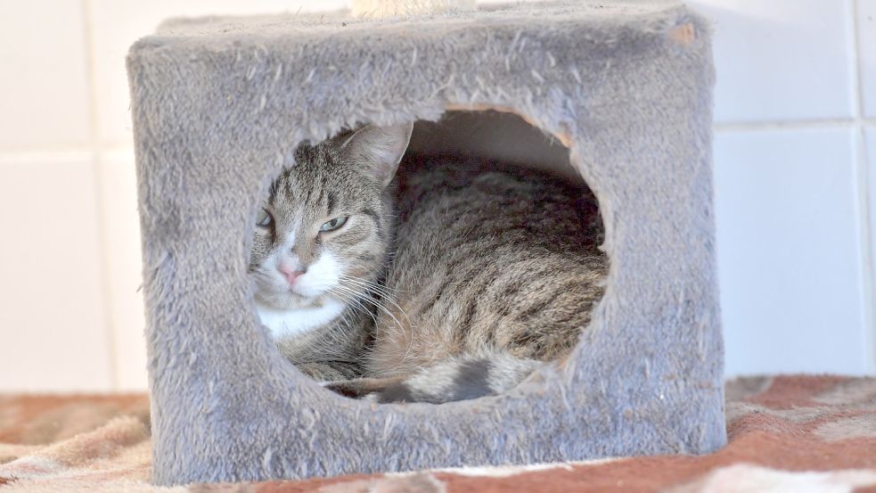 Hier ist es gemütlich. Leider werden viele Katzen ausgesetzt und sind sich selbst überlassen. Foto: Ortgies/Archiv