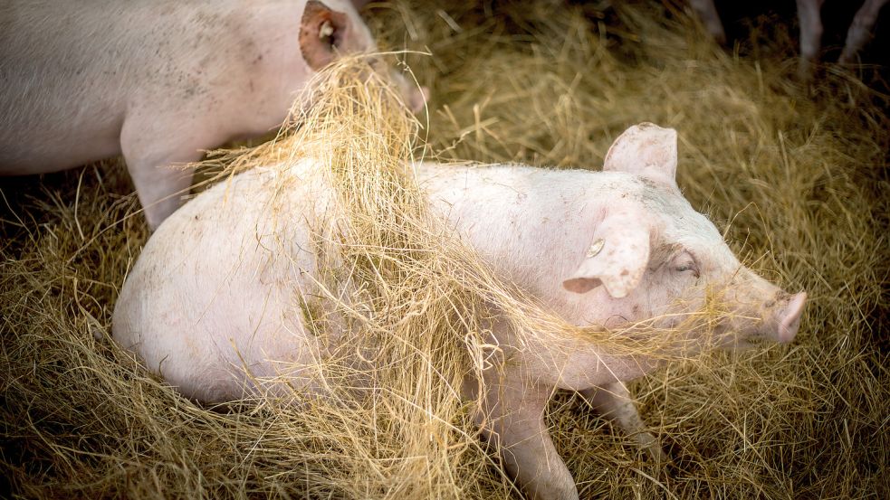 Mastschweine buddeln in frischem Einstreu.